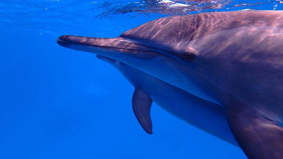 Croisiere dauphins Egypte